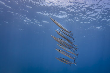 Unterwasseransicht einer Reihe junger Chevron Barrakudas (sphyraena genie), Lombok, Indonesien - CUF32303