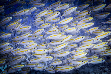 Unterwasseransicht eines Schwarmes von zweizeiligen Füsilieren (pterocaesio digramma), Lombok, Indonesien - CUF32304