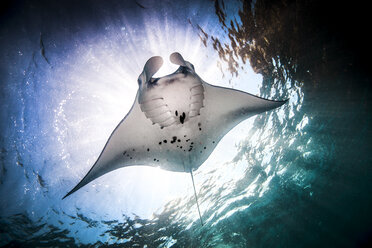 Unterwasseraufnahme eines Mantarochens (manta alfredi) bei der Nahrungsaufnahme an der Meeresoberfläche, Bali, Indonesien - CUF32305