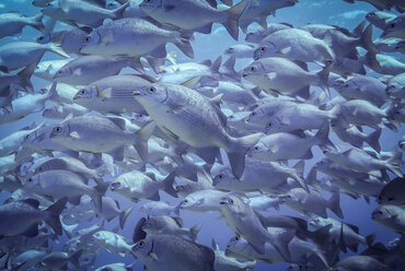 Unterwasseransicht einer Schule von Tiefseetrommlern (kyphosus vaigiensis), Lombok, Indonesien - CUF32306
