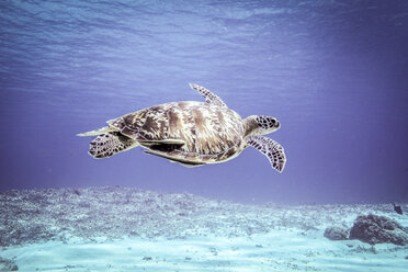 Underwater view of rare green sea turtle (chelonia mydas) swimming over seabed, Bali, Indonesia - CUF32307