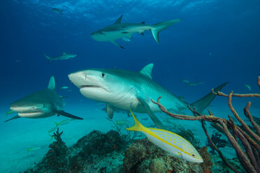 Kleine Gruppe von Tigerhaien beim Schwimmen, Tiger Beach, Bahamas - CUF32338