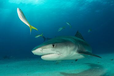 Oceanic Whitetip Shark with pilot fish around it stock photo