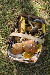 Korb mit verschiedenen gesammelten Pilzen auf Gras - CUF32374