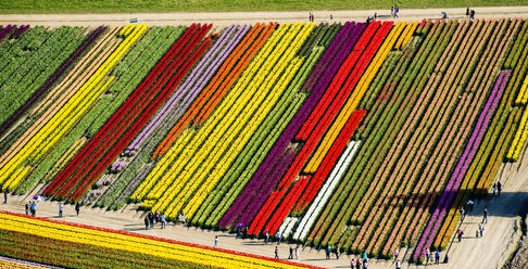 Aerial view of tulip fields - ISF09857