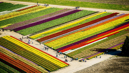 Aerial view of rows of tulip fields - ISF09858