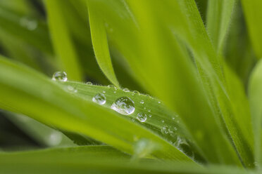 Grashalme mit Wassertropfen, Nahaufnahme - ISF09874