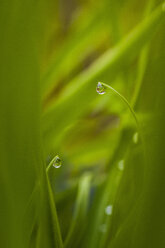Blades of grass with water droplets, close-up - ISF09875