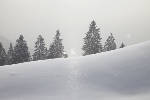Blick auf schneebedeckte Bäume im Nebel, Brauneck, Lengries, Bayern, Deutschland - ISF09936