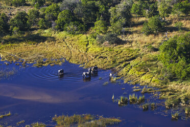 Luftaufnahme von Elefanten, Maun, Okavango-Delta, Botswana, Afrika - ISF09950