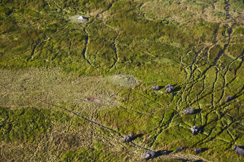 Luftaufnahme von Elefanten, Maun, Okavango-Delta, Botswana, Afrika - ISF09951