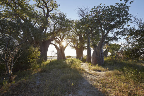 Nxai Pan National Park, Kalahari-Wüste, Afrika - ISF10069