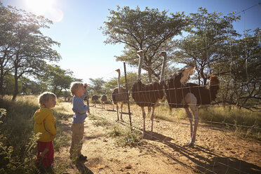 Jungen sehen sich eine Straußenherde an, Harnas Wildlife Foundation, Namibia - ISF10070