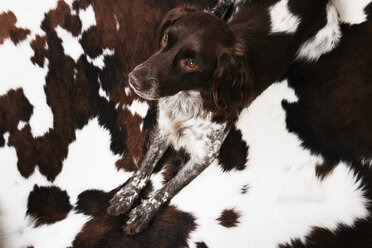 Portrait of dog, lying on rug, elevated view - ISF10097