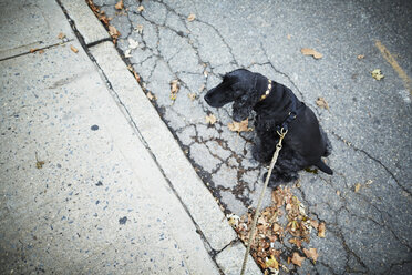 Schwarzer Hund an der Leine sitzt auf der Straße - ISF10151