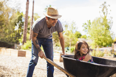 Mid adult man in community garden pushing daughter in wheelbarrow - ISF10289