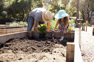 Mid adult man and daughter digging in community garden - ISF10297