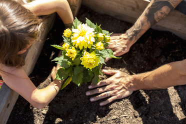 Hände eines Mädchens und eines Vaters, die gelbe Blumen im Gemeinschaftsgarten pflanzen - ISF10302