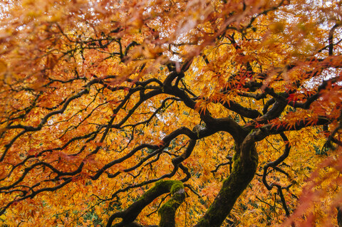 Niedriger Blickwinkel auf einen japanischen Ahorn mit orangefarbenen Herbstblättern, lizenzfreies Stockfoto