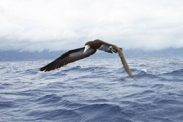 Sea bird flying over ocean waves, close-up - ISF10427