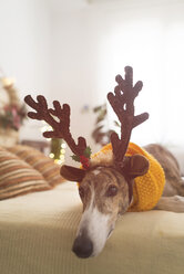 Portrait of Greyhound wearing deer antler headband - SKCF00506