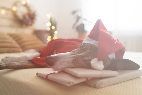 Windhund mit rotem Pullover und Weihnachtsmannmütze auf dem Bett liegend mit Weihnachtsgeschenken, lizenzfreies Stockfoto