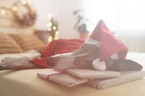 Greyhound wearing red pullover and Santa hat lying on bed with Christmas presents - SKCF00507