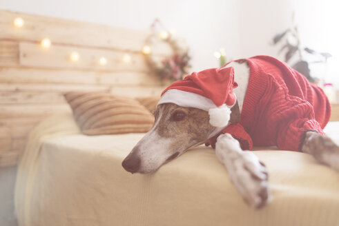 Greyhound lying on bed wearing red pullover and Santa hat - SKCF00508