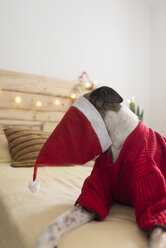 Windhund mit Weihnachtsmannmütze auf dem Bett liegend und rotem Pullover - SKCF00509
