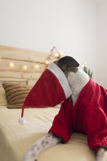 Greyhound with Santa hat lying on bed wearing red pullover - SKCF00509