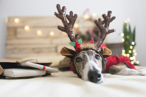 Portrait of Greyhound wearing deer antler headband stock photo
