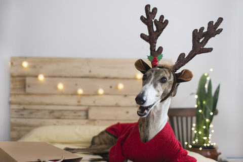 Portrait of Greyhound wearing pullover and deer antler at Christmas time stock photo
