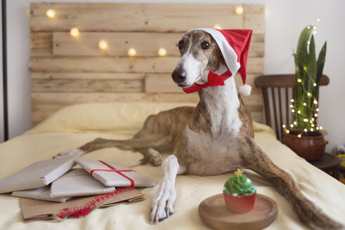 Portrait of Greyhound wearing Santa hat lying on bed with Christmas presents - SKCF00512