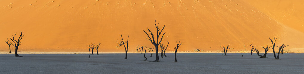 Panoramablick auf die toten Akazienbäume im Dead Vlei, Namibia - CUF32540