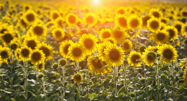 Sonnenblumenfeld im Sonnenlicht, Volterra, Toskana, Italien - CUF32557