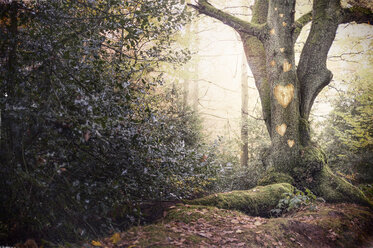 Heart shapes carved into tree in forest - CUF32789