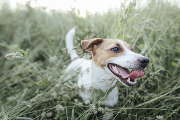 Portrait of Jack Russel Terrier on a meadow - KMKF00360