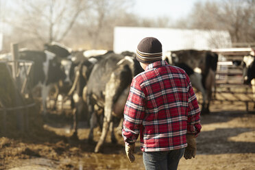 Rückansicht eines Jungen, der Kühe in einem Milchviehstall hütet - ISF10671