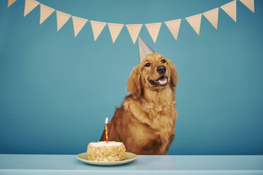 Golden Retriever mit Partyhut, Torte mit einer Kerze vor ihm - ISF10777