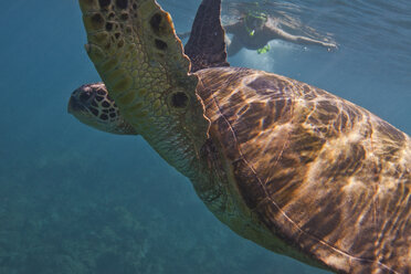 Sea turtle, woman snorkelling in background - ISF10832