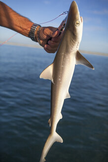 Hand eines Fischers, der ein Haibaby hochhält und freilässt, Port St Joe, Florida, USA - ISF10849