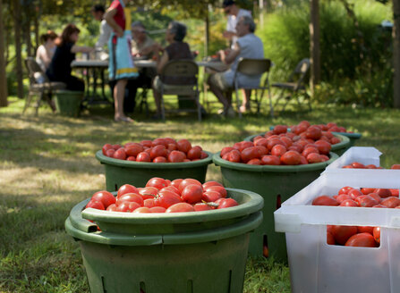 Familie erntet Tomaten in Containern - ISF11525