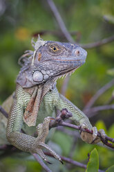 Leguan auf einem Ast, der lächelnd in die Kamera schaut, St. Croix, US Virgin Islands - ISF11545