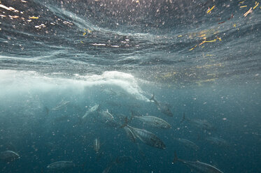 Bonito fish viciously attacking a sardine baitball, Isla Mujeres, Mexico - ISF11652