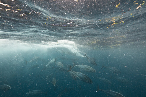 Bonito-Fisch, der einen Sardinen-Köderball angreift, Isla Mujeres, Mexiko - ISF11652