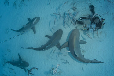 A dive master hand feeds bull sharks during the shark´s winter migration, Playa del Carmen, Mexico - ISF11653