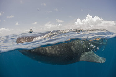 Walhai beim Fressen an der Wasseroberfläche, Boot am Horizont, Isla Mujeres, Mexiko - ISF11661