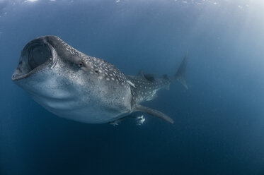 Underwater side view of whale shark feeding, mouth open, Isla Mujeres, Mexico - ISF11662