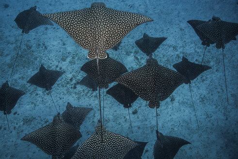 Unterwasseransicht von gefleckten Adlerrochen, die Schatten auf den Meeresboden werfen, Cancun, Mexiko - ISF11664