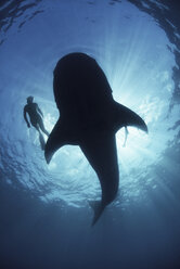 Underwater view from below a careless whale shark of scuba diver swimming alongside, backlit, Isla Mujeres, Mexico - ISF11665